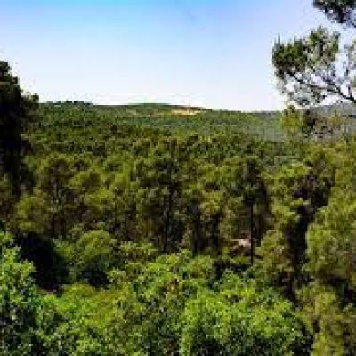 Dibeen Forest Reserve